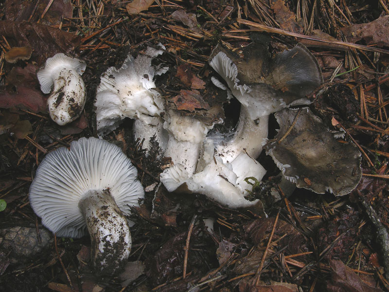 Funghi.......dalle parti di mauretto....